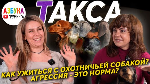 Такса - особенности породы, груминг и содержание. Как ужиться с охотничьей собакой?