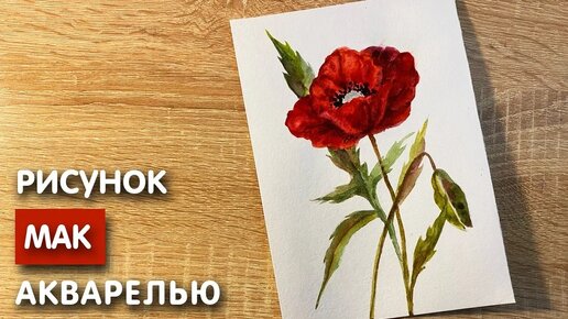 Как нарисовать мак карандашом и акварелью начинающим | Рисунок для детей