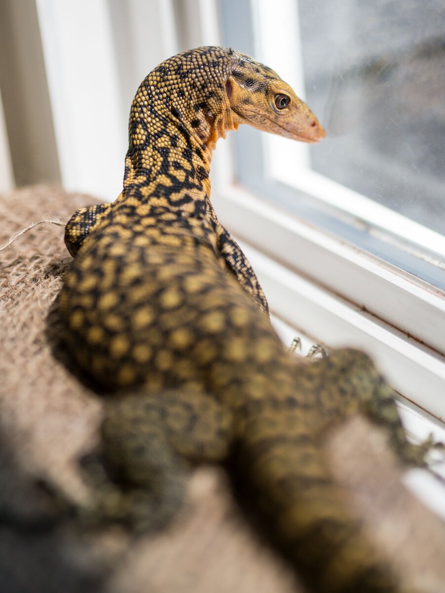 Прыткая ящерица альбинос. Ящерица меняющая цвет. Ящерицы для домашнего содержания. Домашняя ящерица эублефар. Популярные домашние рептилии.