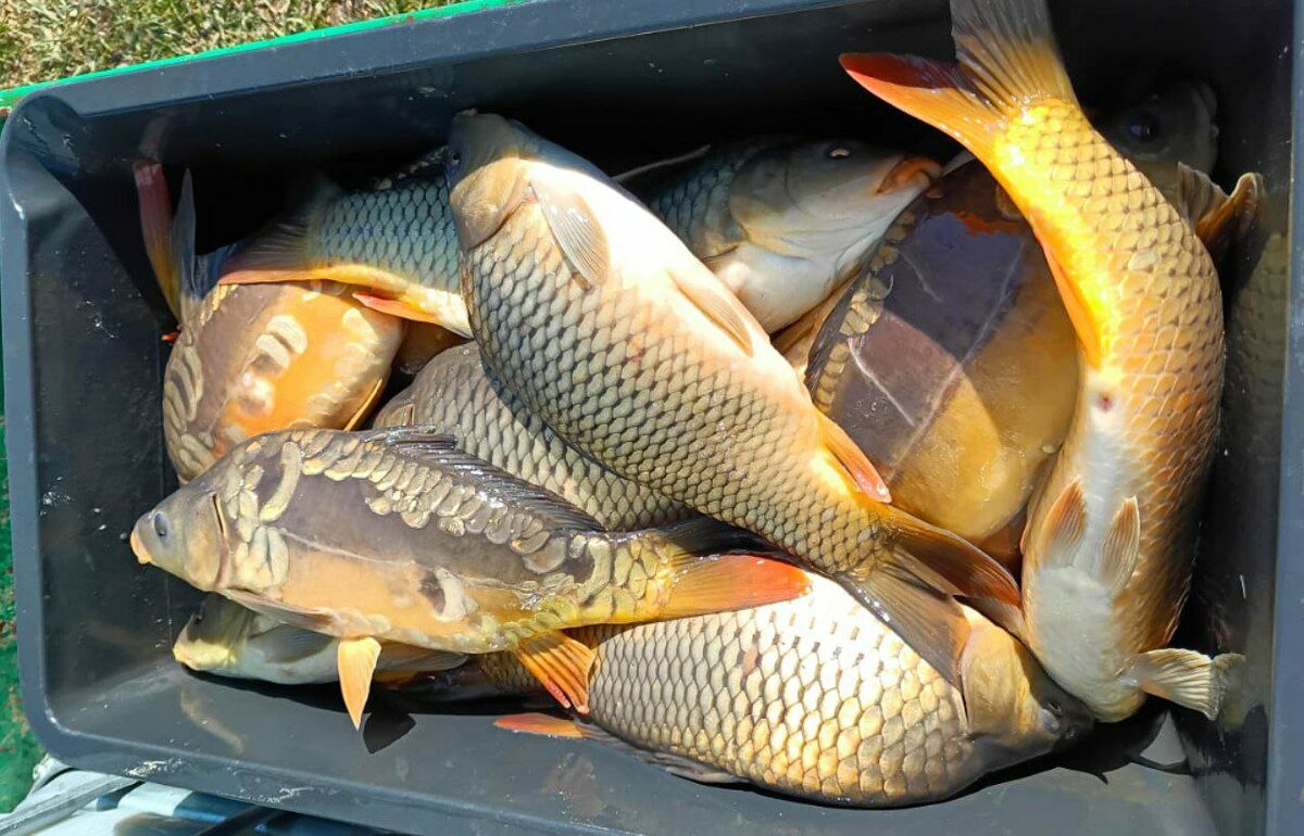 Кадр из отчета зарыбления водоема Рыбацкая Заводь