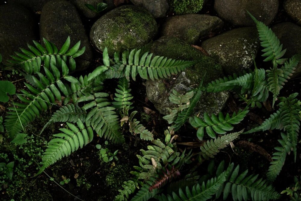 Теневыносливые растения для сада 🌱 25 лучших + советы ландшафтного ...