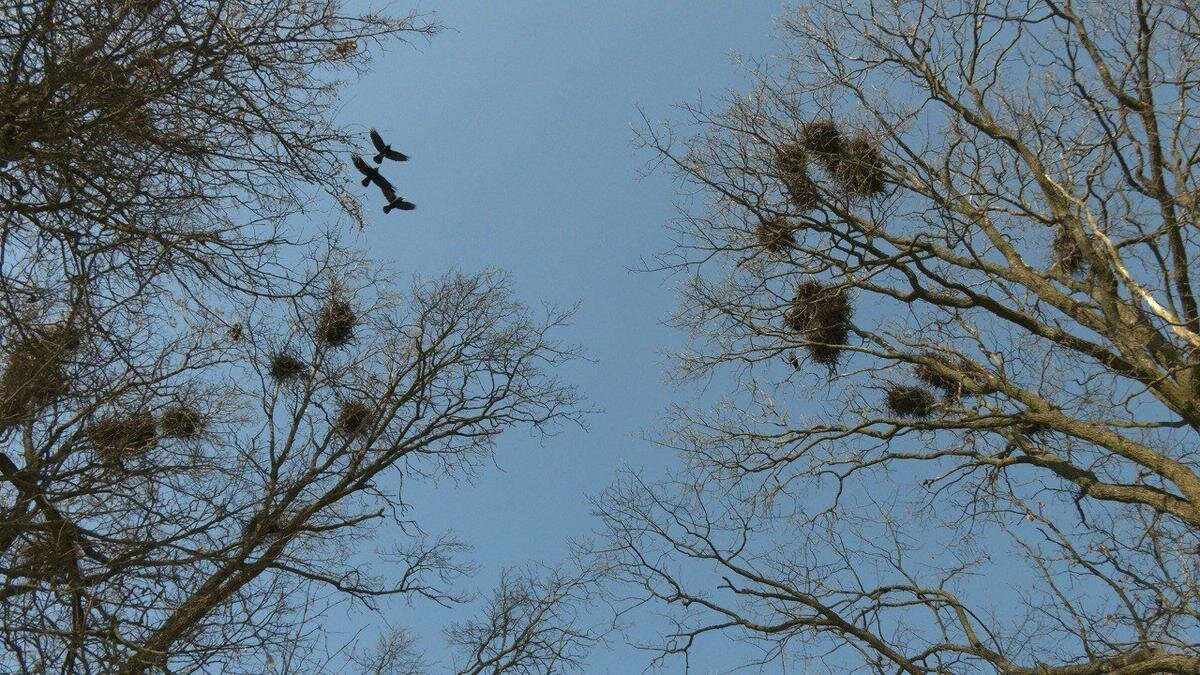 Фото: «Каждой твари по паре / Павел Глазков»