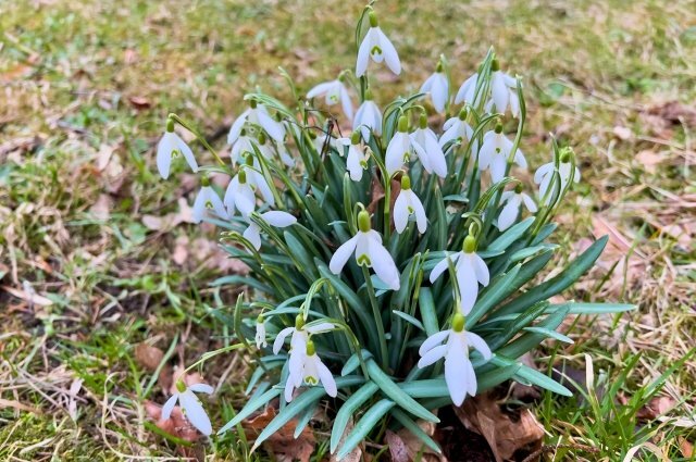    Какие растения считаются первоцветами?