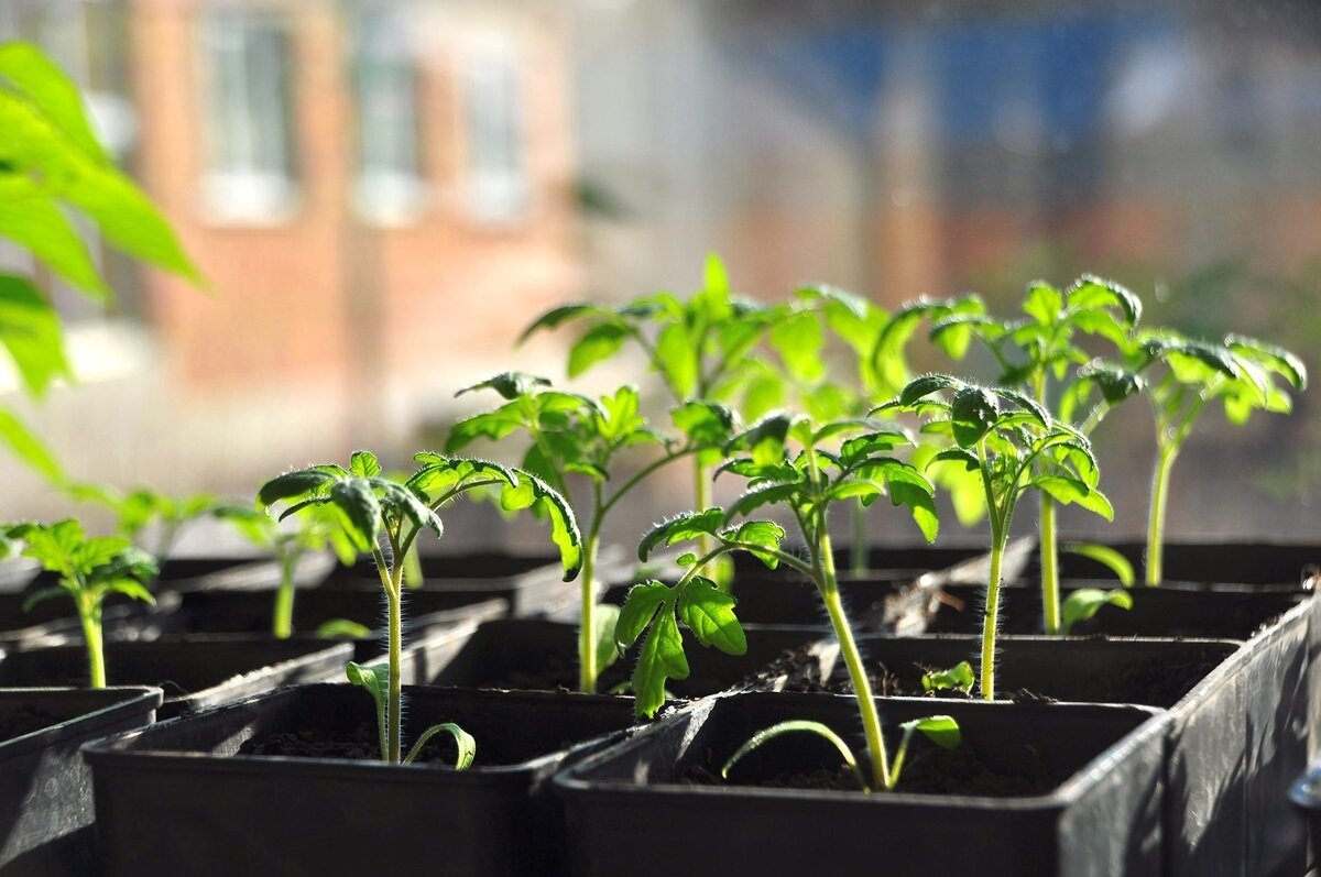 Помидоры в огороде. Сроки рассады томатов. Посадка помидоров помидорной рассады. Что такое пикировка рассады помидоров. Когда высаживать рассаду.