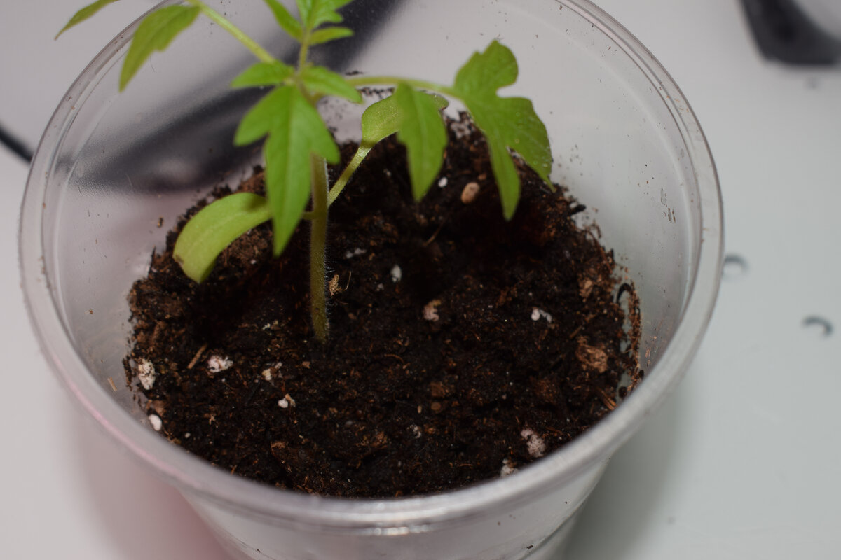 когда можно пикировать помидоры. что такое пикировка рассады помидоров. пикирование рассады что это. что такое пикировка рассады помидоров. помидоры рассада пикировка помидор.