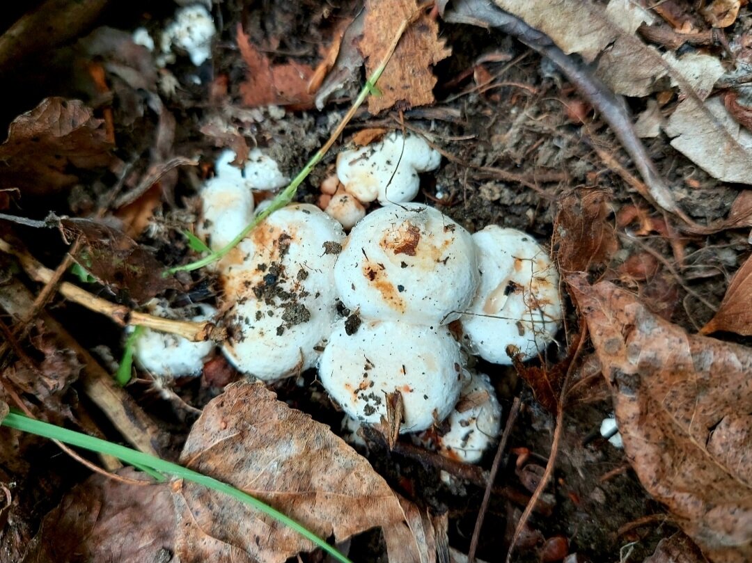 Осиновые/тополевые грузди