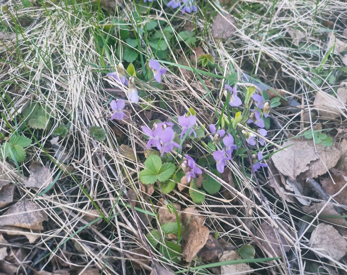 🌱Что сажаю в начале марта и почему. Показываю сколько семян теперь кладут  в пакетики... | Внучка старой яблони 🍎 | Дзен