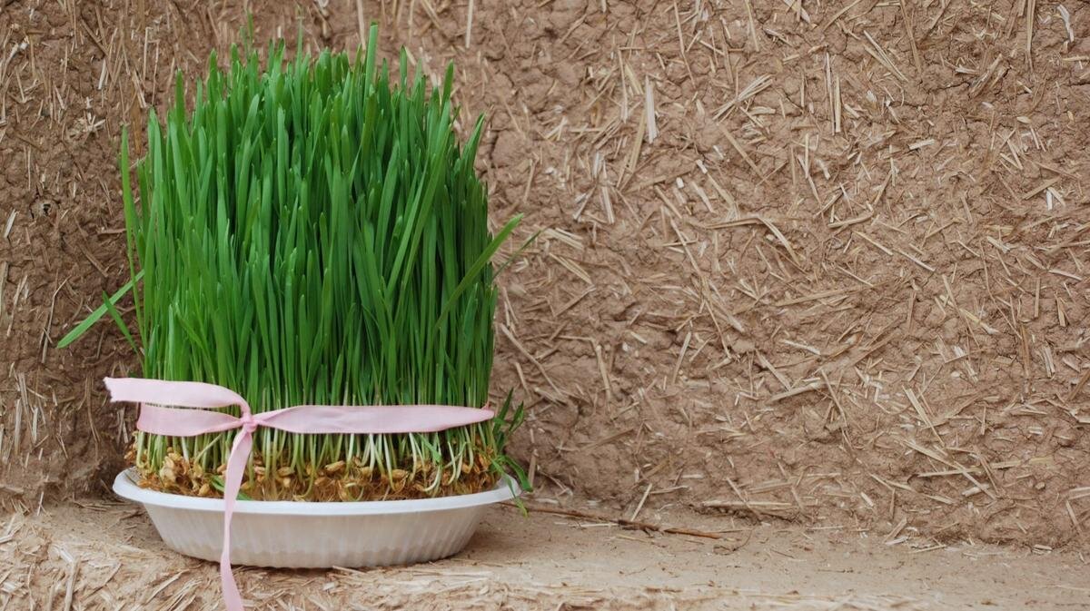    Навруз и пророщенная пшеница. Фото: piqsels