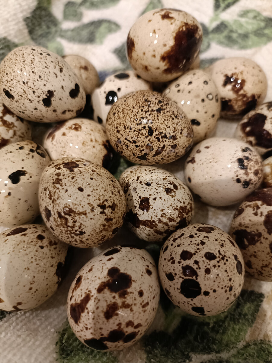 Говорят, что не надо класть все яйца в одну корзину. А как тут не класть? 