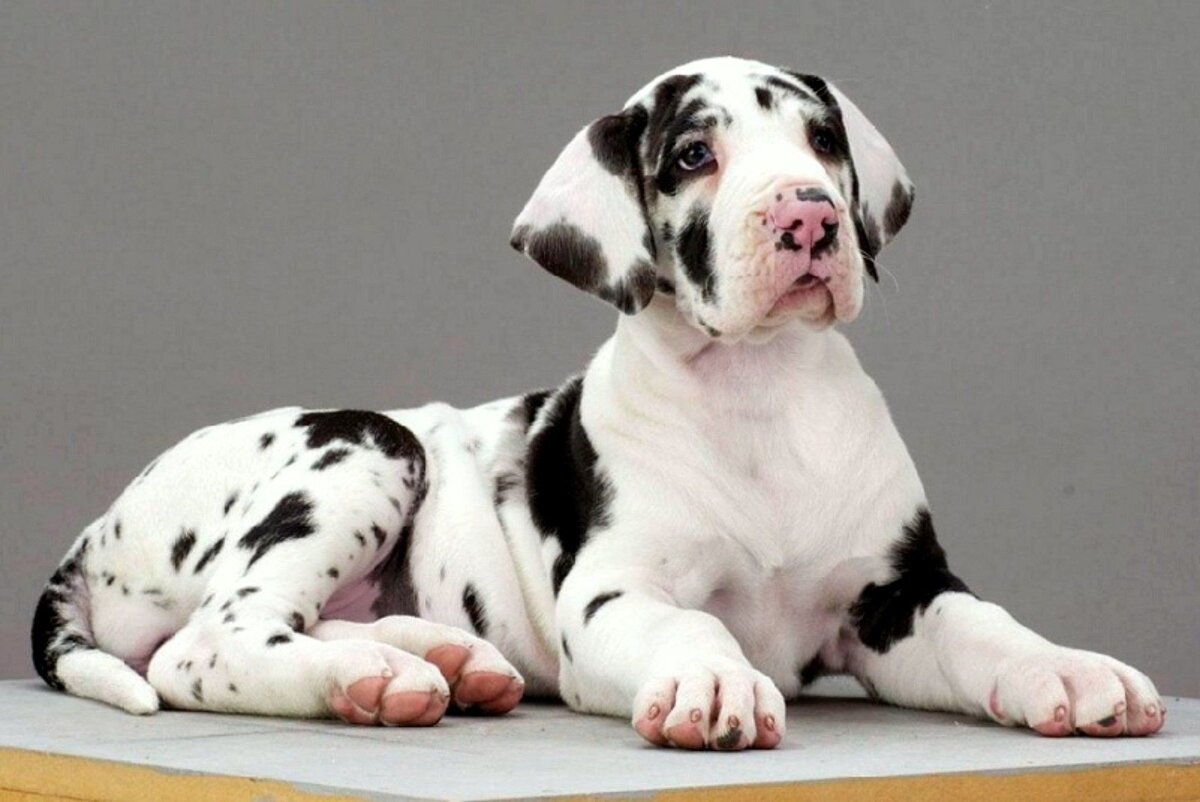 источник фото: https://wallpapertag.com/wallpaper/full/d/f/6/958383-great-dane-wallpaper-1920x1282-meizu.jpg