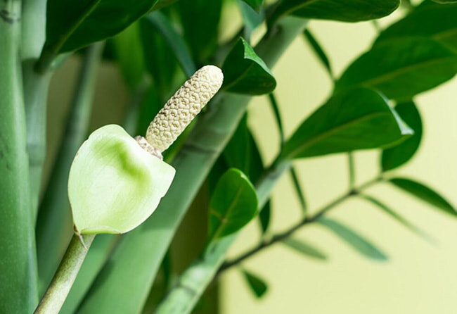 Цветок замиокулькаса. Фото: cvetok-v-dome.ru