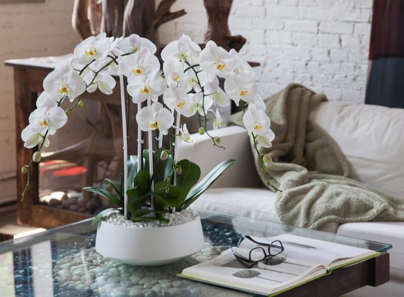 Искусственные орхидеи