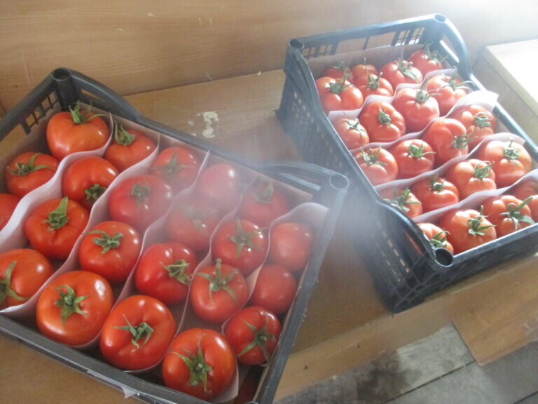    В Оренбуржье не пропустили 18 тонн томатов с гусеницами моли Кристина Просвиркина