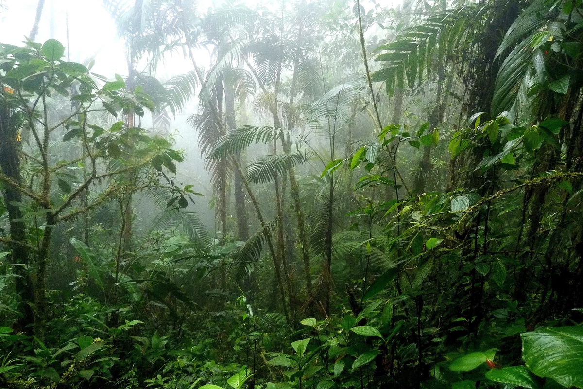 Джунгли Амазонки. Источник: Яндекс Картинки