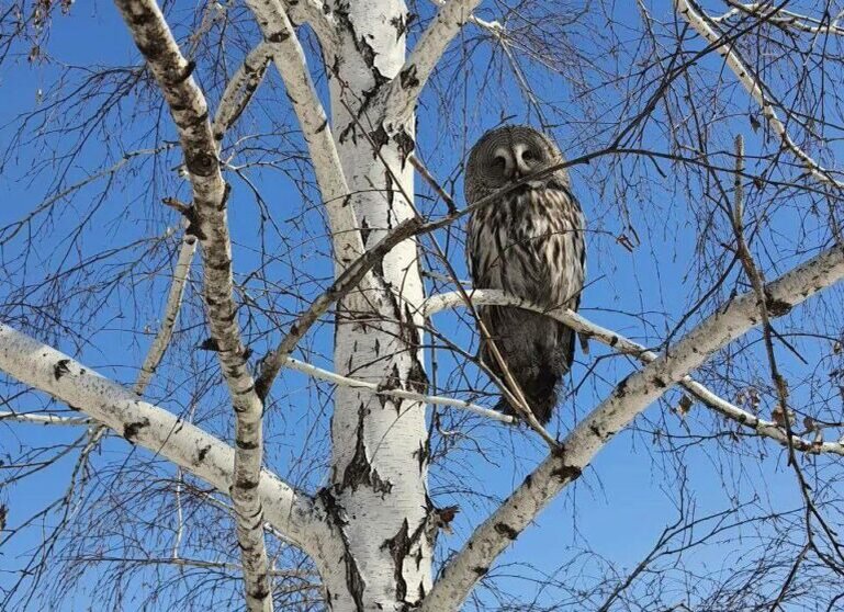    В Оренбурге сов так много, что школьники разбирают их по домам Кристина Просвиркина