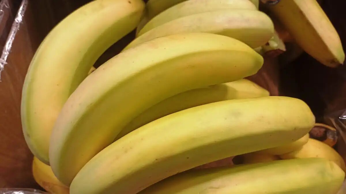 Фото:© Артем Борисов / Glavagronom.ru Австралия и Новая Зеландия начали выращивать ГМО-бананы