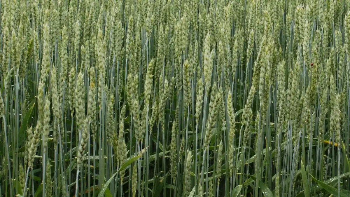 Фото:© Владимир Исаенко / Glavagronom.ru В НЦЗ им. Лукьяненко уже 12 сортов озимой твердой пшеницы (фото иллюстративное)