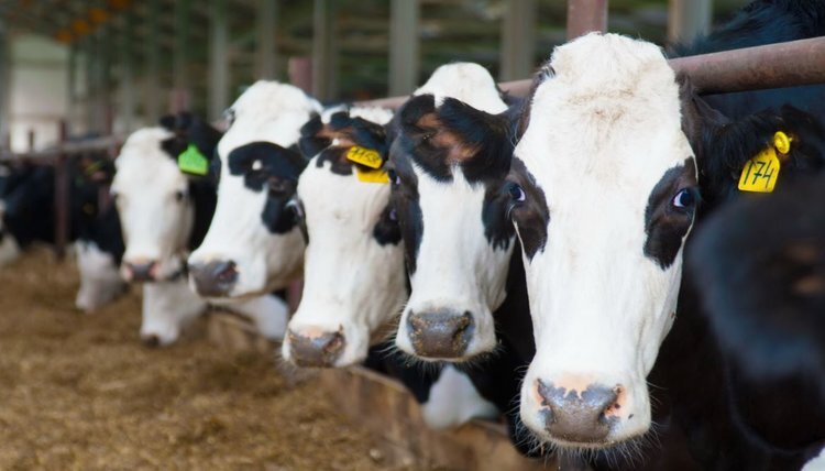    На поддержку молочного и племенного животноводства в Ивановской области предусмотрено 186,2 млн рублей