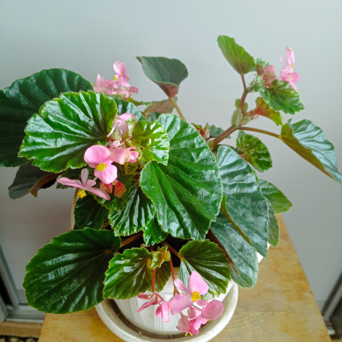 Горшок на 1 л , молодой кустик