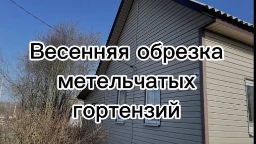 Весенняя обрезка метельчатых гортензий