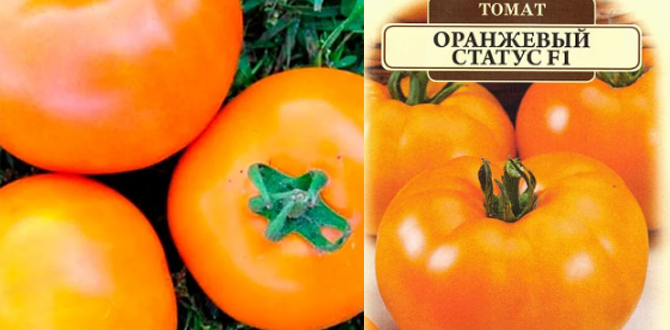 Очень вкусный томат