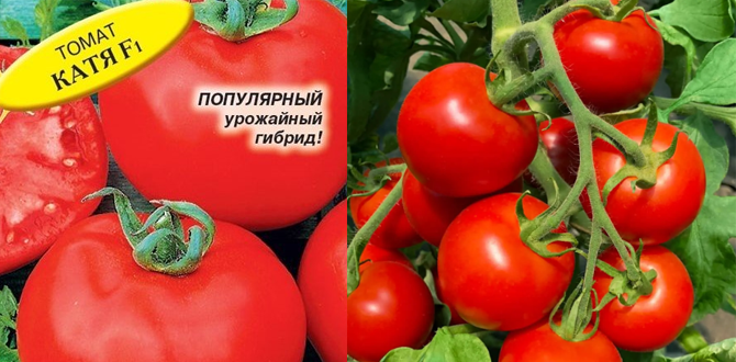 томат Катя ультраранний гибрид для открытого грунта