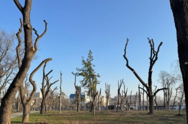    Пугающе выглядят около трех десятков деревьев парка.