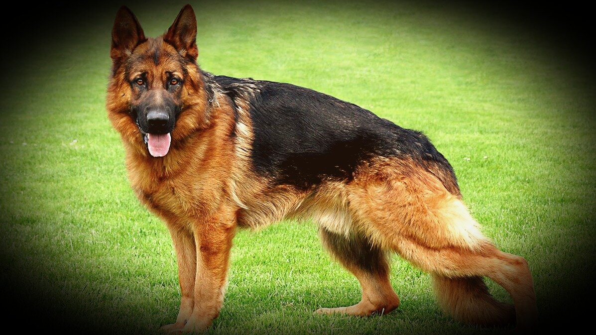 Немецкая овчарка