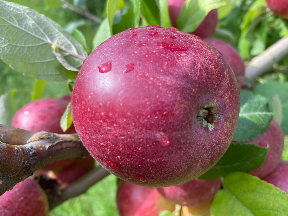 Сложно составить точный список сортов яблок с самым высоким содержанием танинов, поскольку уровень танинов может варьироваться от одного сорта к другому и также зависит от таких факторов, как климат,