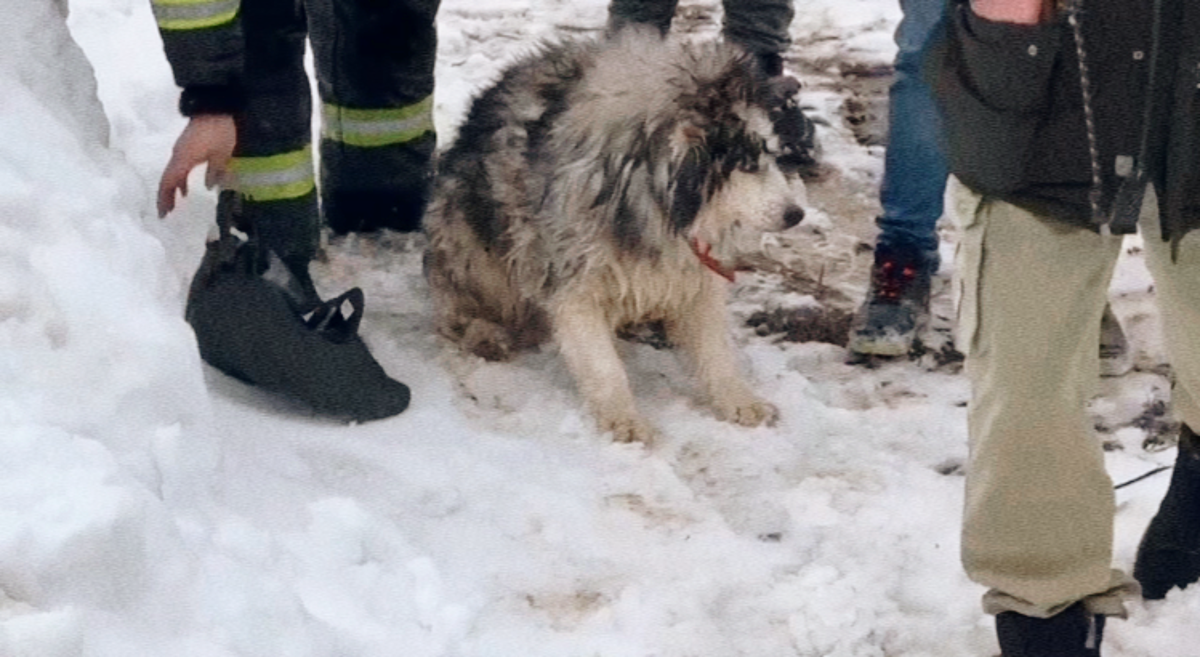 Осторожно: лёд тает. В выходные в Подмосковье едва успели вытащить  провалившуюся под лёд собаку | Собаки рулят | Дзен