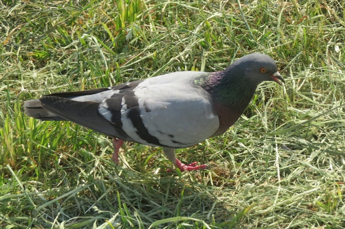    В Краснодарском крае выявили массовую гибель птиц и зайцев