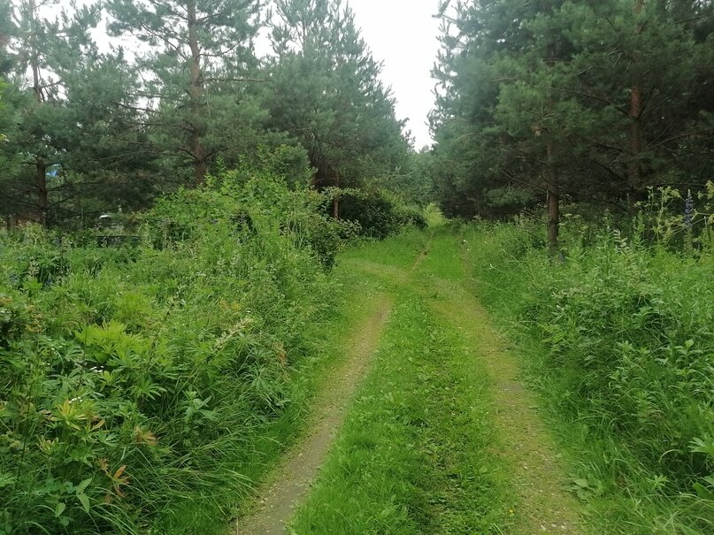 Свежий воздух с обилием зелени у меня на участке