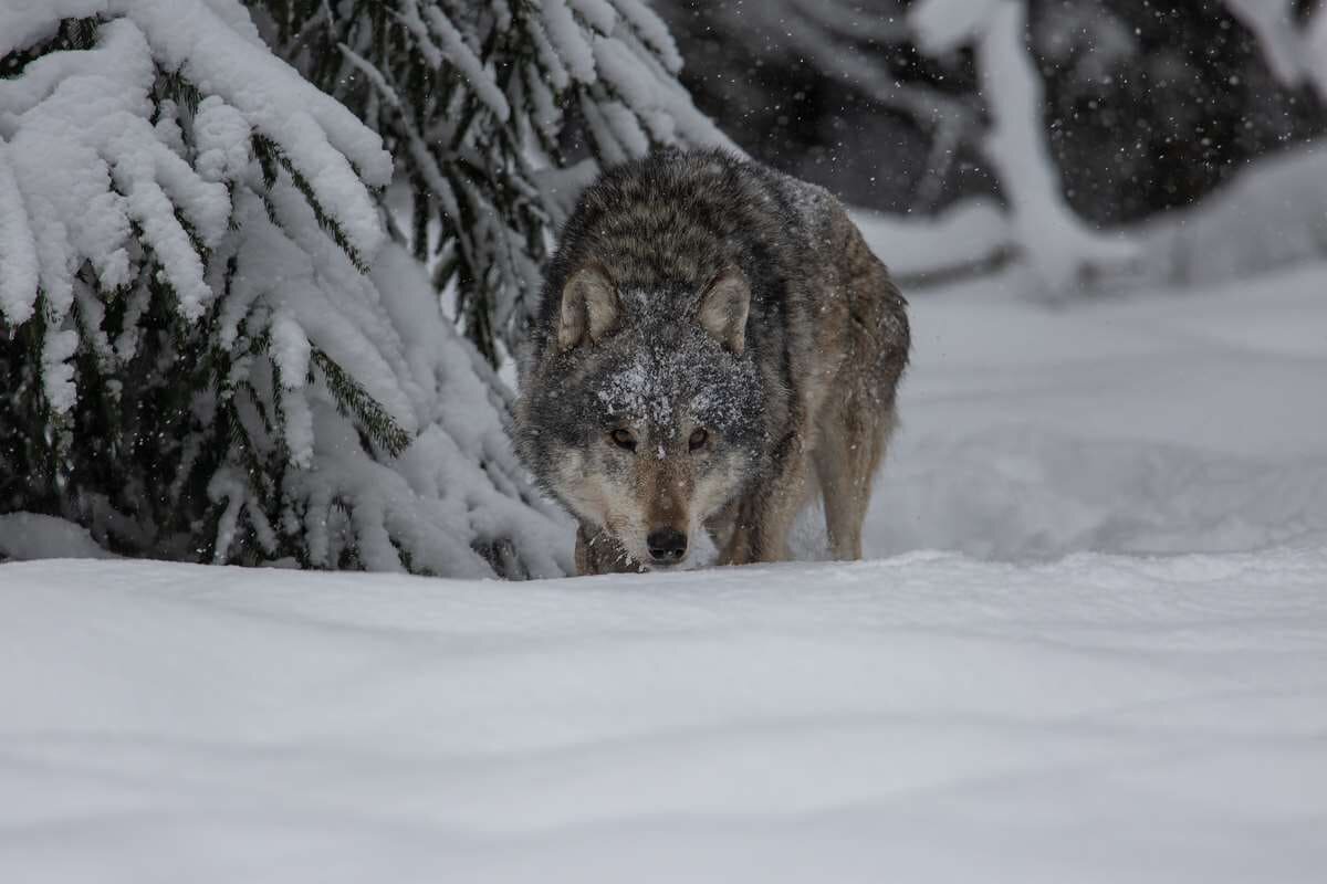    фото Александр Ильин stalker