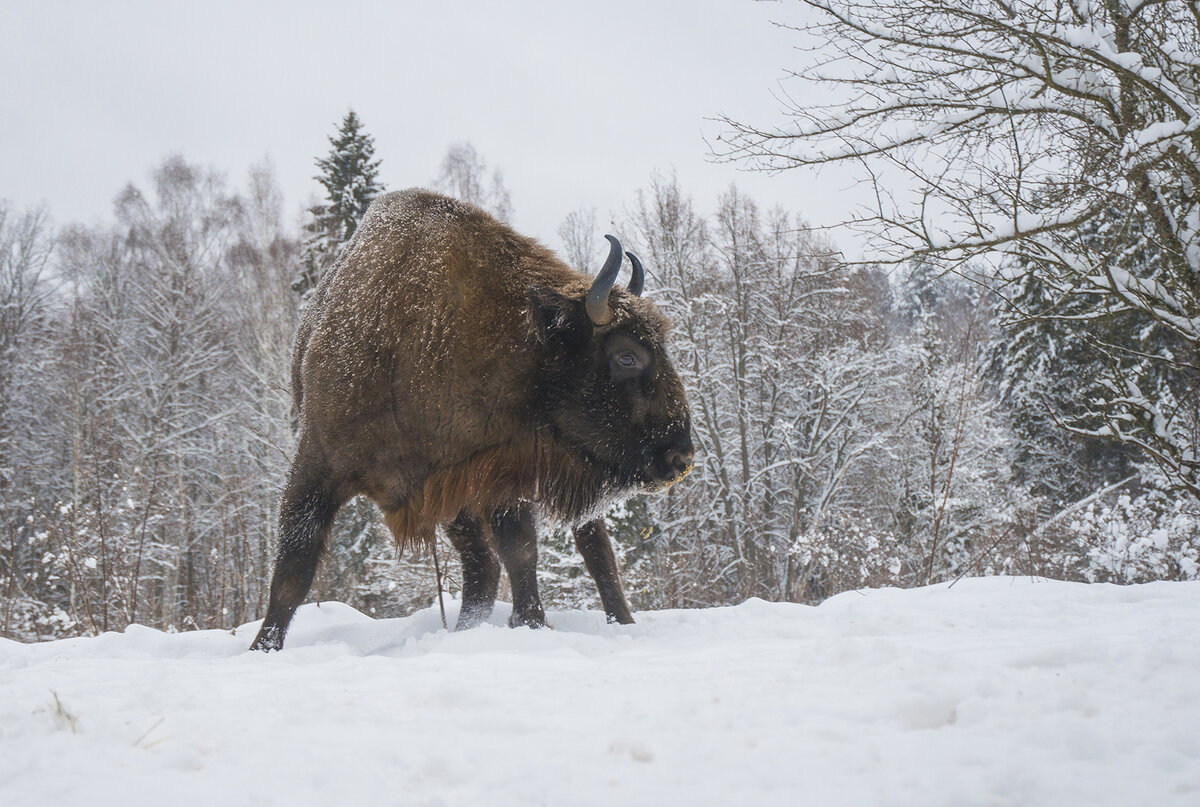 Знакомьтесь: Зубр