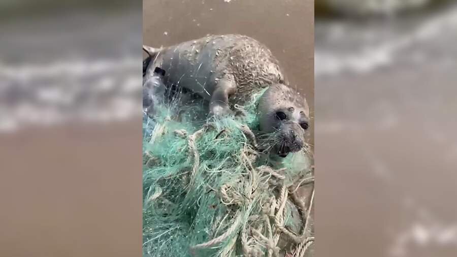 Фото: МЧС России