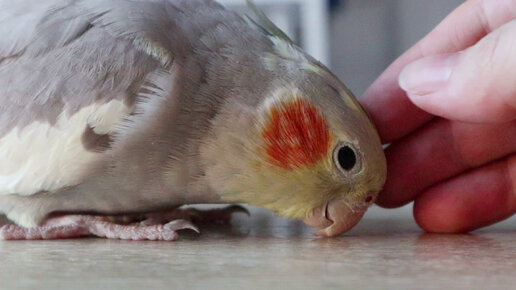 Попугай корелла Люси 🐥❤️ Милая птичка пришла чесаться
