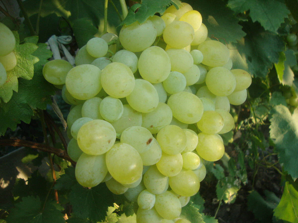 самый сладкий