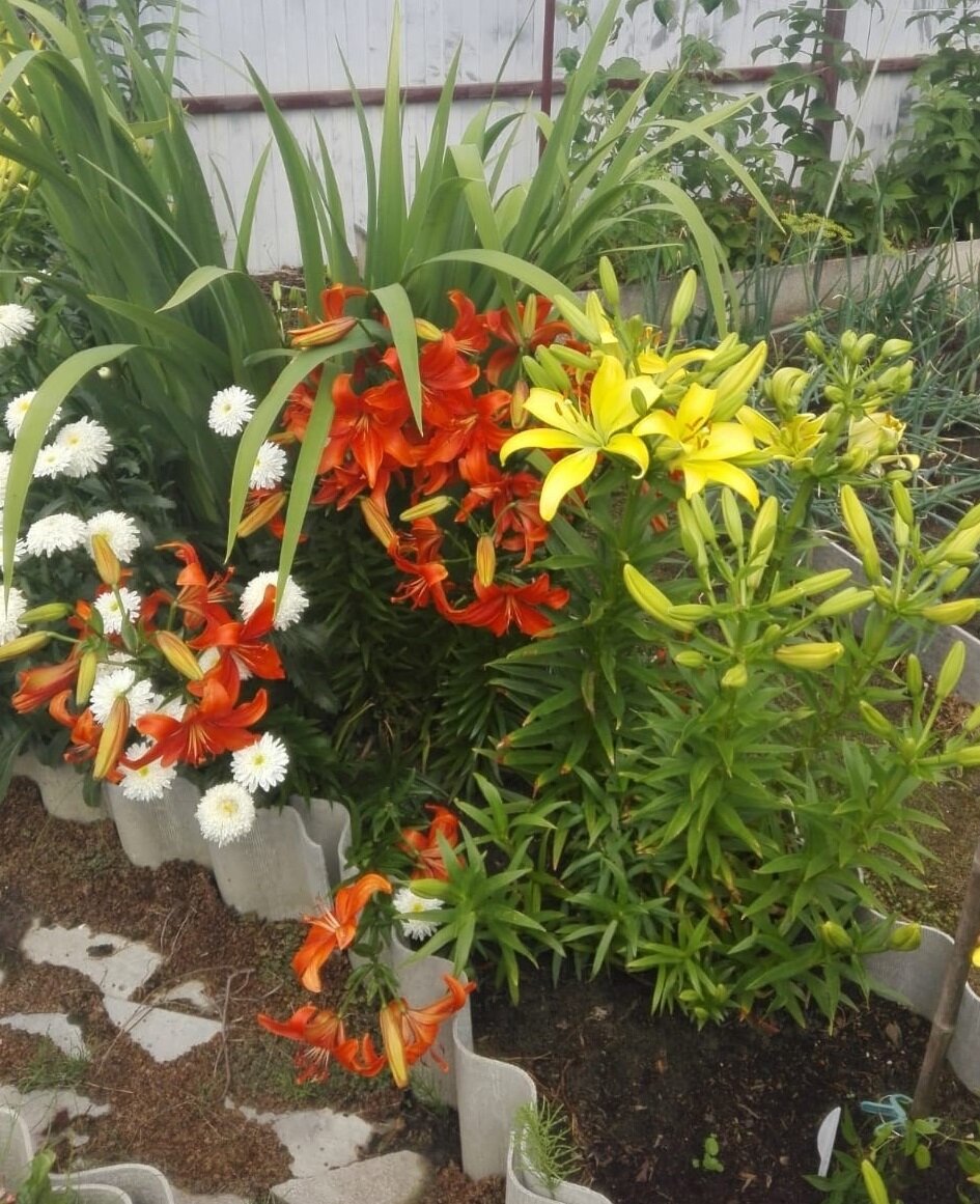 Азиатки. Непородистые. Но разве плохи?