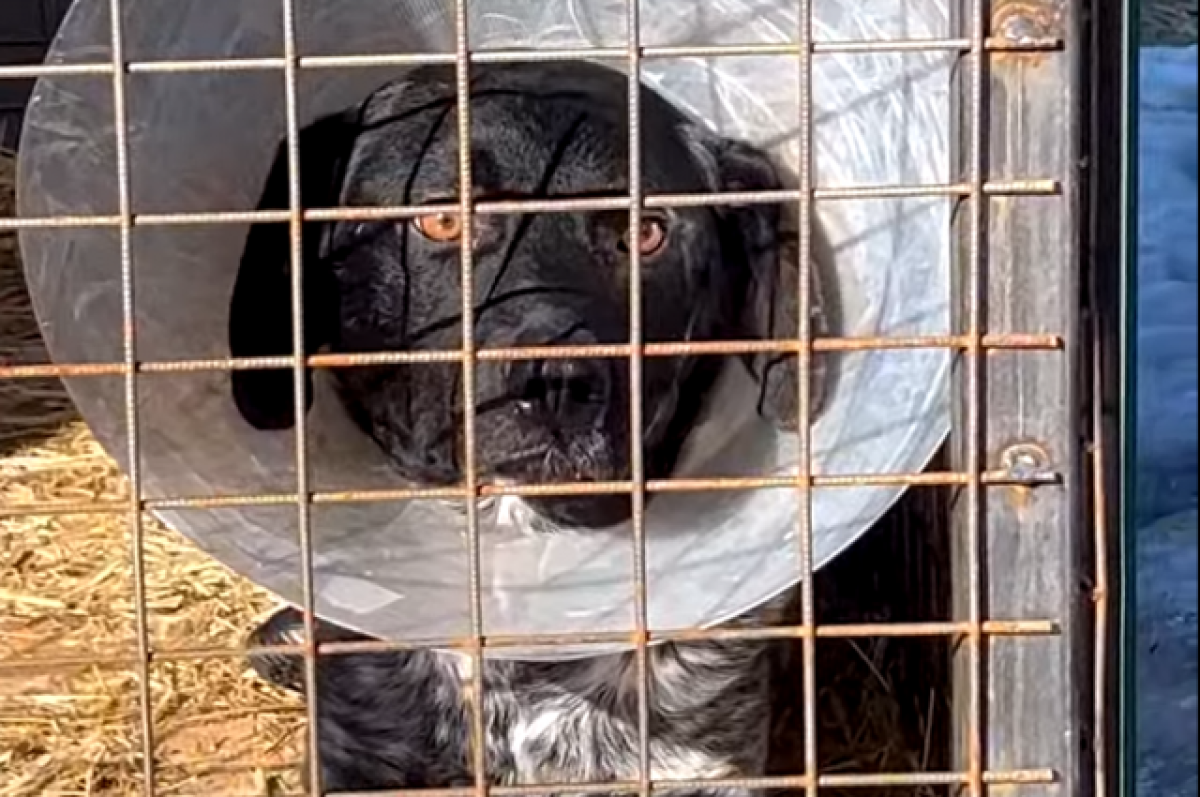    «Все маньяки так начинали».