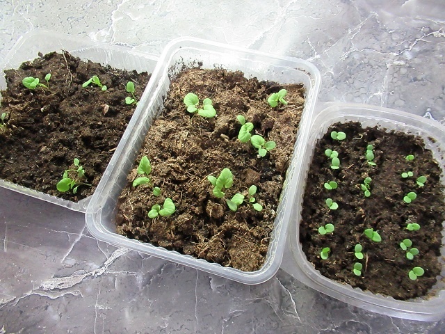 Вторая попытка посева семян виолы на рассаду: почему удачные всходы