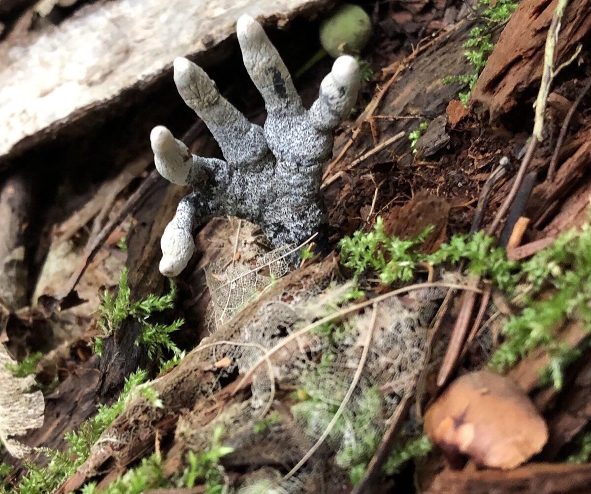 Ещё один снимок с этим "грибочком".
Источник фото: https://i.pinimg.com/originals/bc/48/f7/bc48f77890c7e08fe93263b0ccd3329d.jpg