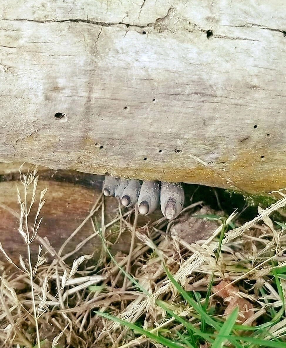 Оригинальный снимок.
Источник фото: https://vsegda-pomnim.com/uploads/posts/2023-02/1675477131_vsegda-pomnim-com-p-grib-ksilyariya-paltsi-mertvetsa-foto-59.jpg