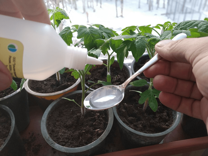 В процессе выращивания культурных растений в домашних условиях садоводы нередко сталкиваются с различными трудностями. Одна из них связана с тем, что ростки могут выглядеть не совсем так, как ожидалось, что вызывает обеспокоенность у тех, кто заботится о своих будущих урожаях. Понять причины таких изменений и исправить ситуацию поможет правильный подход и знание некоторых важных нюансов.