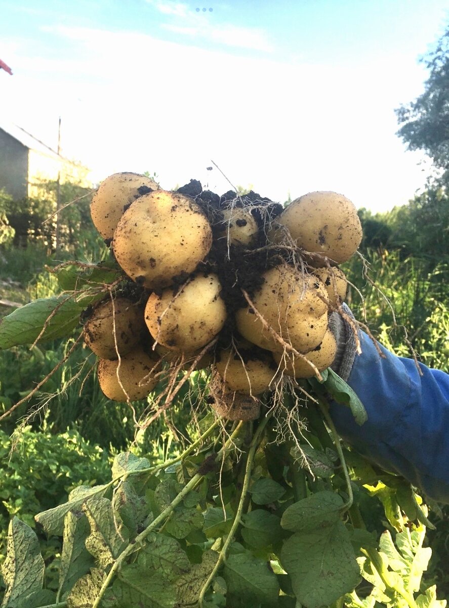 Наша первая картошка Селиванова