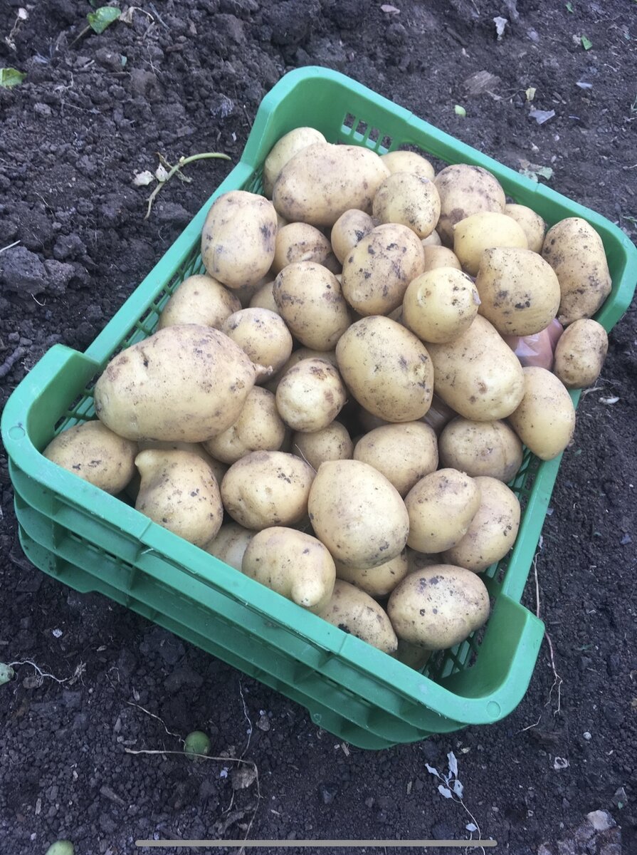 Это Селиванова уже не очень. Вырождается. Видно что клубни частично поражены.