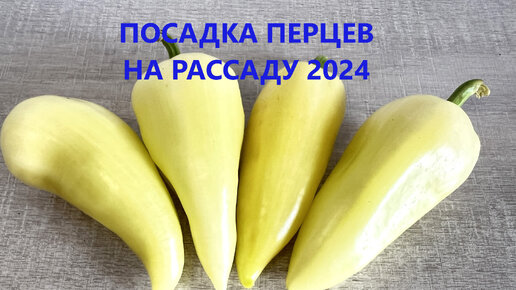 Посадка перцев на рассаду 2024.