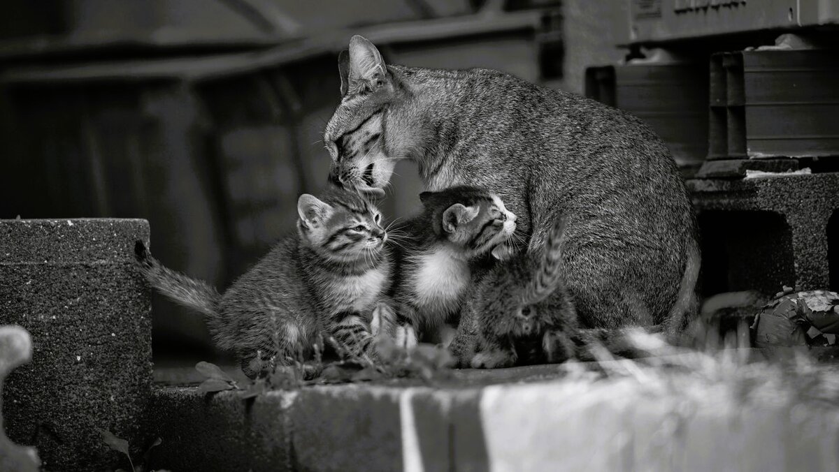 Стих мальчишка ваншенкин. Стих он был грозою нашего района мальчишка из соседнего. Он был грозою нашего двора. Стих мальчишка ваншенкин. Стихи про наших мальчиков.