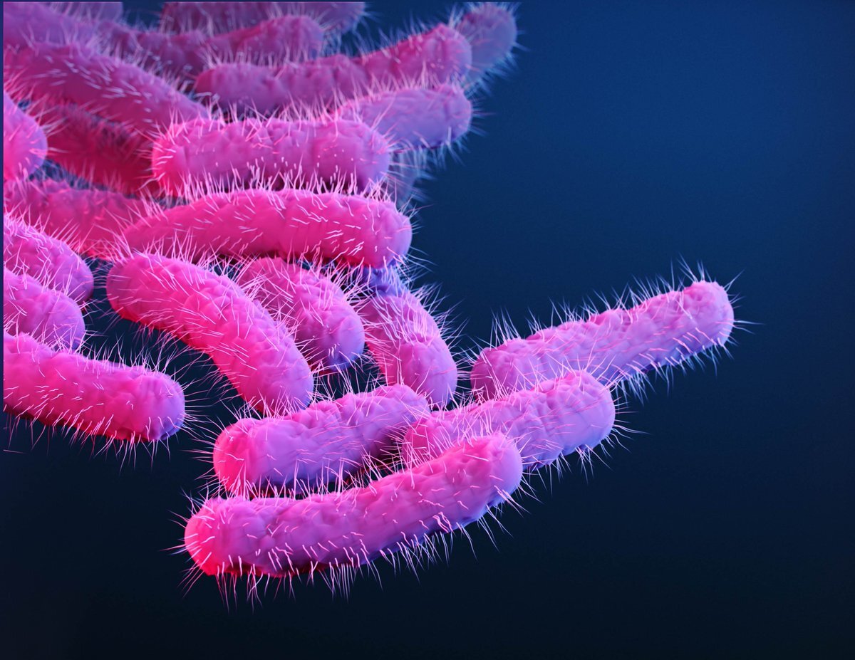 Бактерия рода Шигелла (Shigella) 