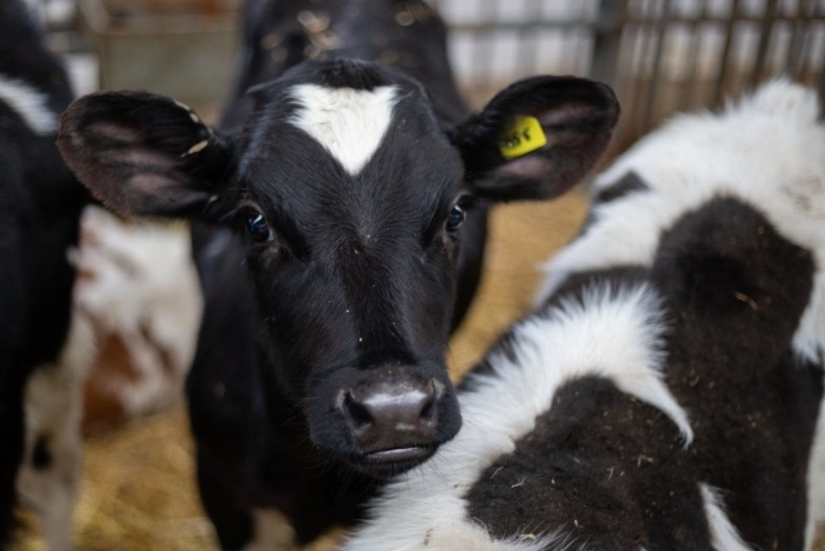    Под Волгоградом родились телята-близнецы