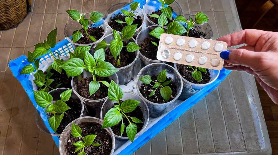 Ciao, cari giardinieri e giardinieri, siete sul canale Little Dacha.